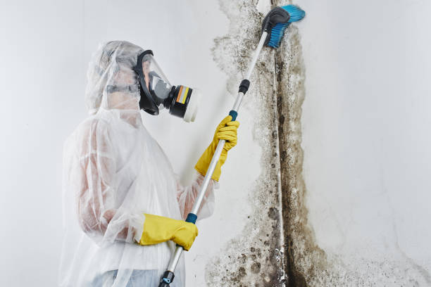 Best Emergency Mold Removal  in Bridgeport, AL