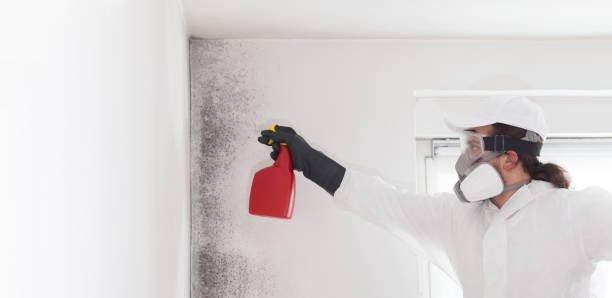 Mold Testing and Removal in Bridgeport, AL